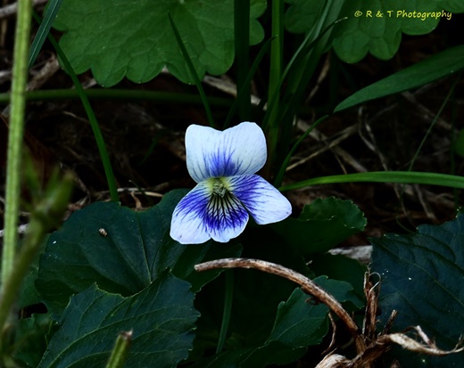 {Viola priceana}
